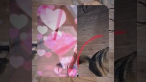 1000056010.mp4 (Собака наблюдает за устройством лестницы на 2-ой этаж в доме А-фрейм)