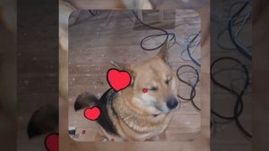 1000055997.mp4 (Собака наблюдает за устройством лестницы на 2-ой этаж в доме А-фрейм)