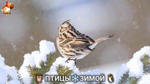 Птицы зимой в лесу 🐦_⬛🦉 🦤 видео для отдыха душой 🦅🌲2