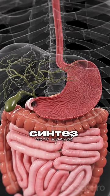 Почему Ваше восстановление кишечника не работает? ❌