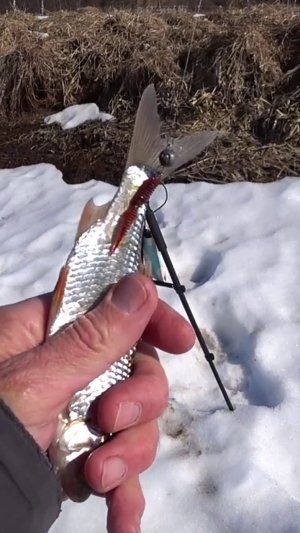 ПОЙМАЛ за ХВОСТ.