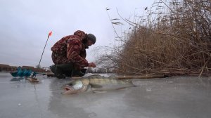 Первый СУДАК на жерлицы! Бешеный ОКУНЬ! 3 ДНЯ в деревне! Зимняя рыбалка со льда 2021!