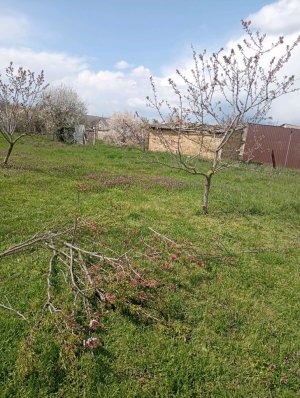 как обрезать деревья