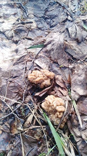 ✔Первые строчки🍄✔