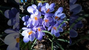 Крокусы - любимые весенние цветы!