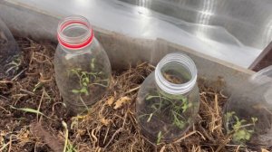 Зелень в теплице.