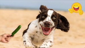 Смешные и забавные животные 😻😺 Лучшие приколы с животными 🐶 Подборка забавных животных