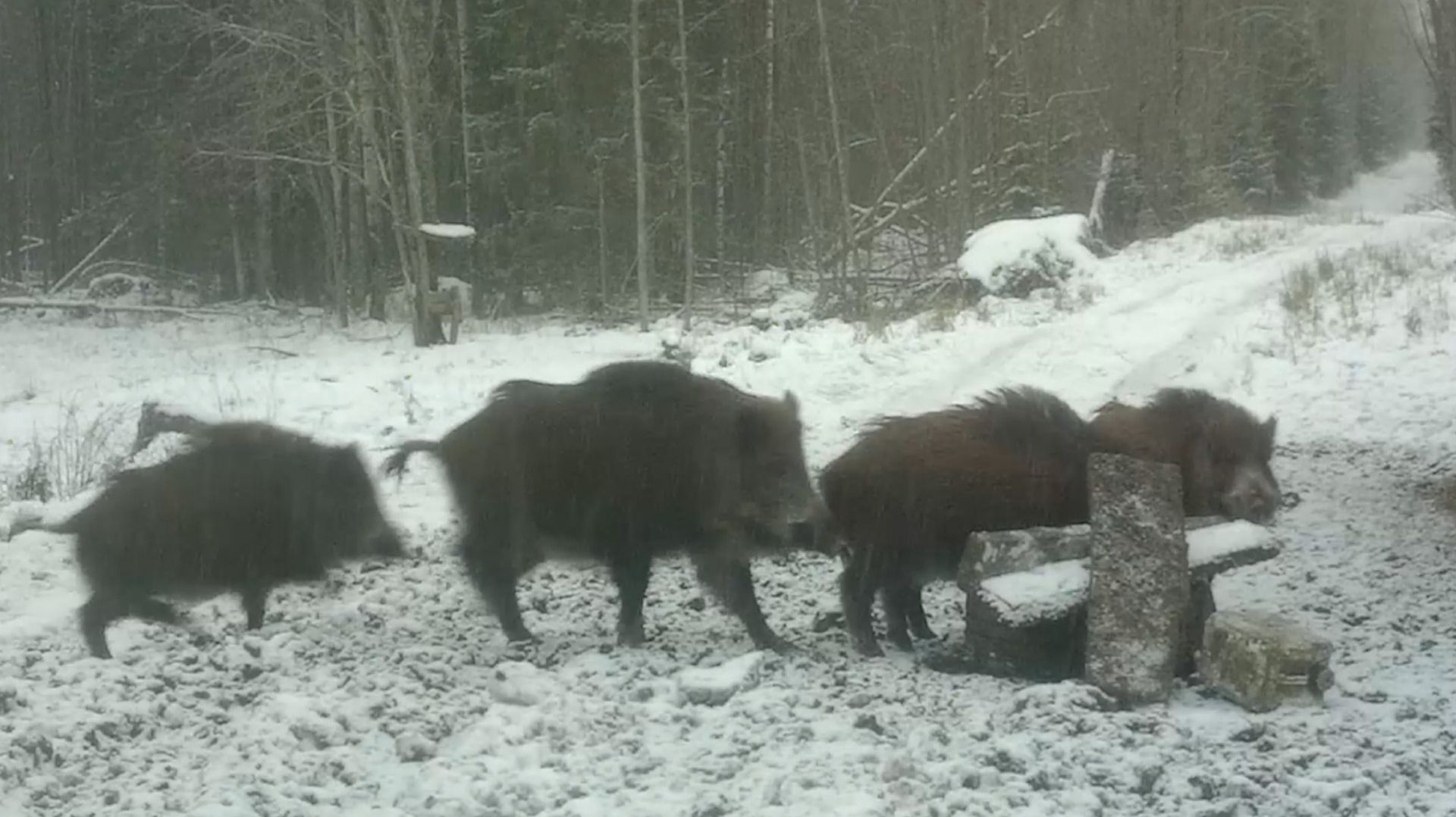 Кабаны обедают: драки, очереди и вкусняшки. Не пропустите дневную серию!