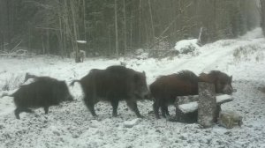 Кабаны обедают: драки, очереди и вкусняшки. Не пропустите дневную серию!