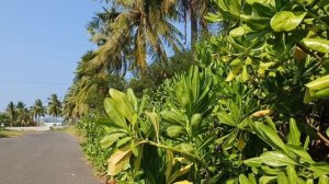 НЯЧАНГ ОНЛАЙН ✅13 АПРЕЛЯ 2026|ИДЁМ НА НОВЫЙ ПЛЯЖ НА МЫСЕ.ОБСТАНОВКА ВО ВЬЕТНАМЕ 🏖️