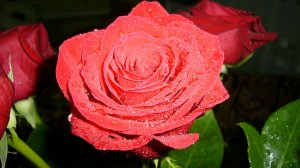 "Скоростное шоссе"🌹🌹🌹🌹🫶🫶🫶🎼🎶