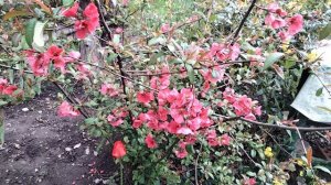 Обзор цветов на 13 .04.26г.