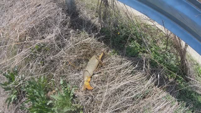 открытие на рогатку сезон 2026