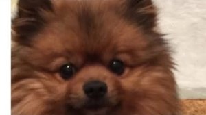 ПУСЯ БОЛЕЕТ...