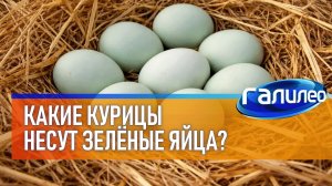 Галилео 🐔 Какие курицы несут зелёные яйца?
