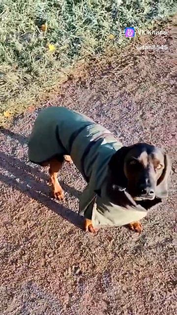 Баварская горная гончая Кинг Питомник Красивая Счастливая Жизнь г.Ярославль.