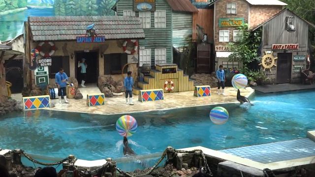 Show sea lions,fragment. Thailand Bangkok.(Шоу морских львов,Таиланд Бангкок)