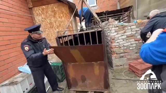 Медведь Степан из Троицка обрел новый дом в экопарке «Зюраткуль»