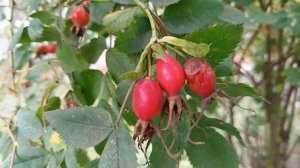 #природа всегда красива