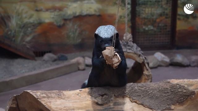 Медоед Нео решил головоломку и добыл спрятанное угощение