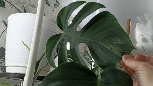 Моя Оранжерея В Спальне В Апреле