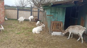 Приключения на подворье//Пришлось извиняться//Текущие дела.