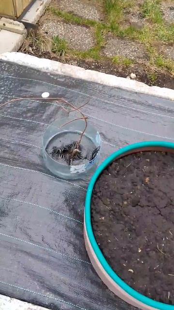 Актинидии пересадили на постоянное место жительства