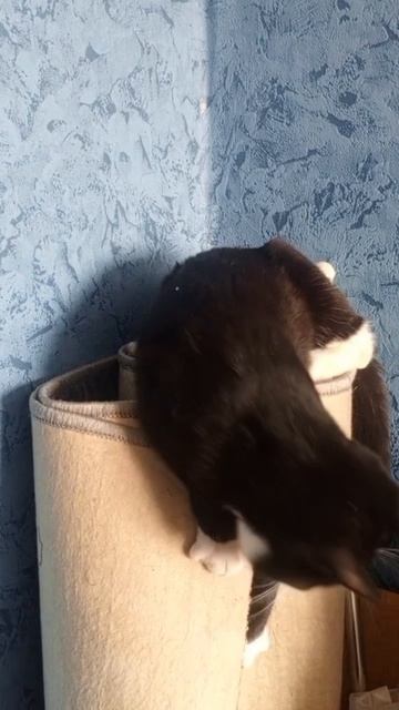 Кот-Обормот