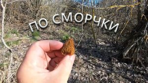 По сморчки