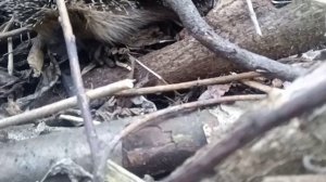 Неожиданно приятная встреча 🦔🌲❤️