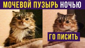 Что заставляет меня вставать с кровати) Приколы