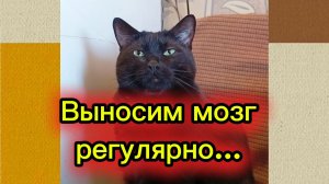 КОШКИ С ОЗВУЧКОЙ