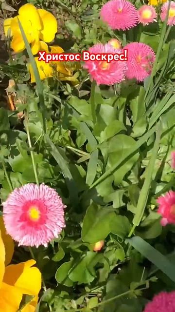 Со Светлой Пасхой . Христос Воскрес!