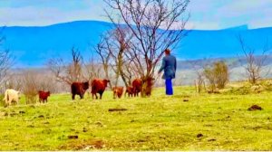 Мы не смогли перегнать наших зебу с малышами на сочную траву и все из-за одного человека