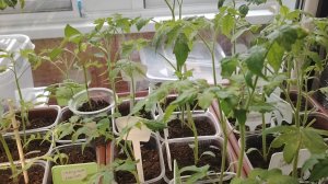 14 апреля 2026г. Обзор участка. Распаковка посылки с растениями. Вредитель объел рассаду..