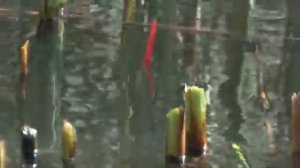 Рыбачу в СТАРОМ КАМЫШЕ тут клюют НЕПОДЪЕМНЫЕ караси