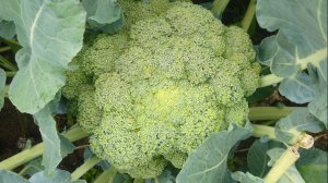 2346. Рассадный 2026. Посев цв.капусты,брокколи и цветов.