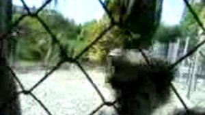 1)СОЧИ ДЕНДАРИ ПАРК(2007 ГОД 8 СЕНТЯБРЯ)