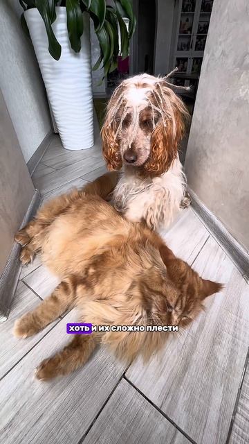 Как вам косички?