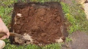 Лайфхак. Как правильно посадить голубику весной в открытый грунт  на участке.