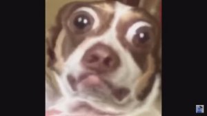 Собака жмых эффект content aware scale