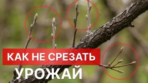 Как ОТЛИЧИТЬ ПЛОДОВУЮ ПОЧКУ от ростовой! Как не срезать урожай на ЯБЛОНЕ и ГРУШЕ