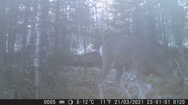 Видео от Красноярская тайга. Фотоловушки