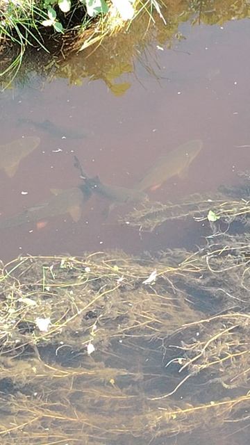 Петродворец. Река Шингарка. Ручьёвая Форель