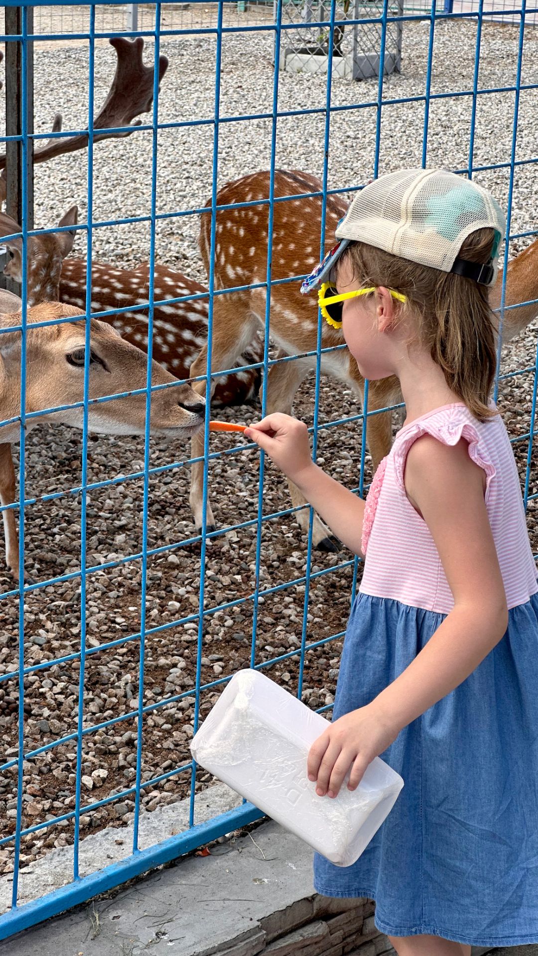 Арина гуляет в зоопарке города Нальчика