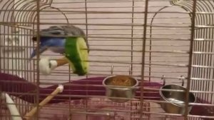Волнистый попугай🦜 кушает огурец🥒