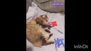 Котик злится!!!😱😡💢💢