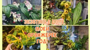 Комнатные цветы и ответы на комментарии. Без лоха и жизнь плоха.