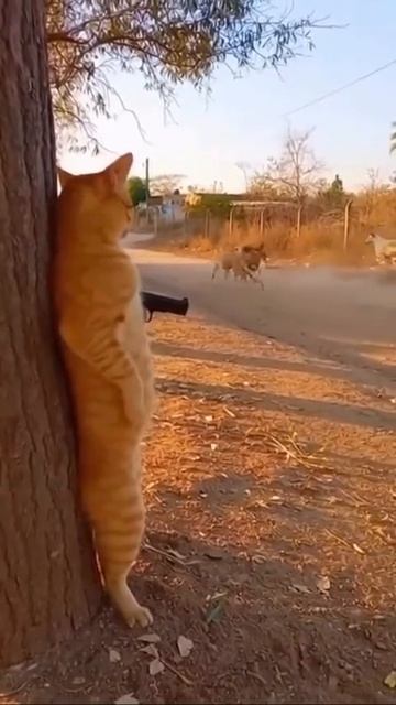 Клип @meowtaverse