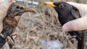 Чёрные дрозды